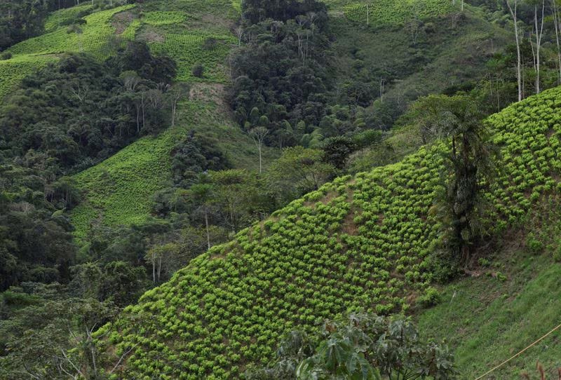 El consumo de cocaína aumentó a nivel mundial, pasando de 17 a 25 millones de consumidores entre 2013 y 2023, de acuerdo con la ONU y la Jife - crédito Luisa González/Reuters