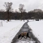 Nueva York bajo alerta máxima por peligroso ‘ciclón bomba’ invernal