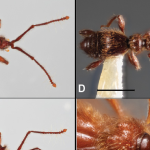 Ecuador registra el hallazgo de dos nuevas especies de escarabajos en la Amazonía y los Andes