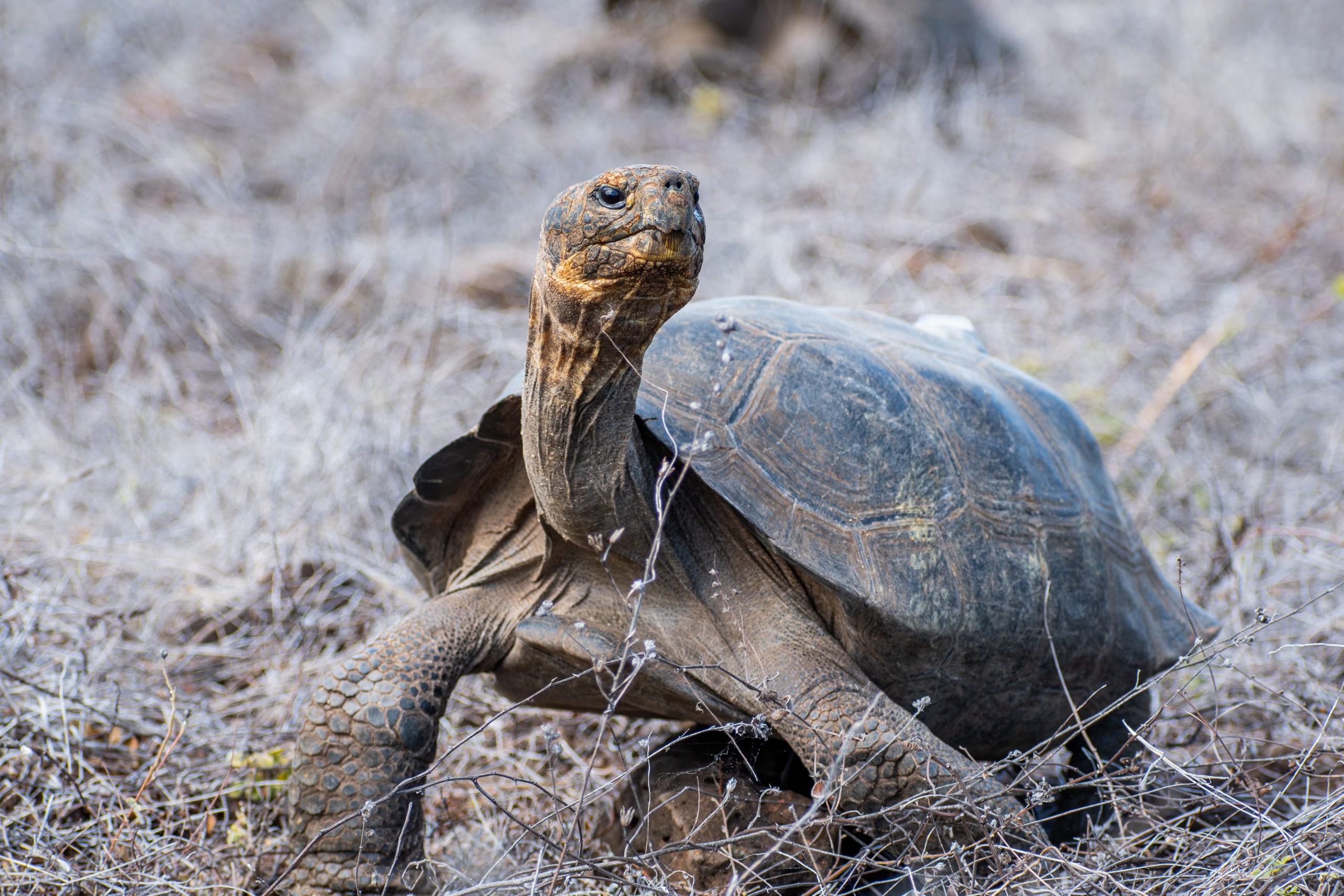 Tortuga Gigante de Galápagos (Ministerio de Ambiente - Ecuador)