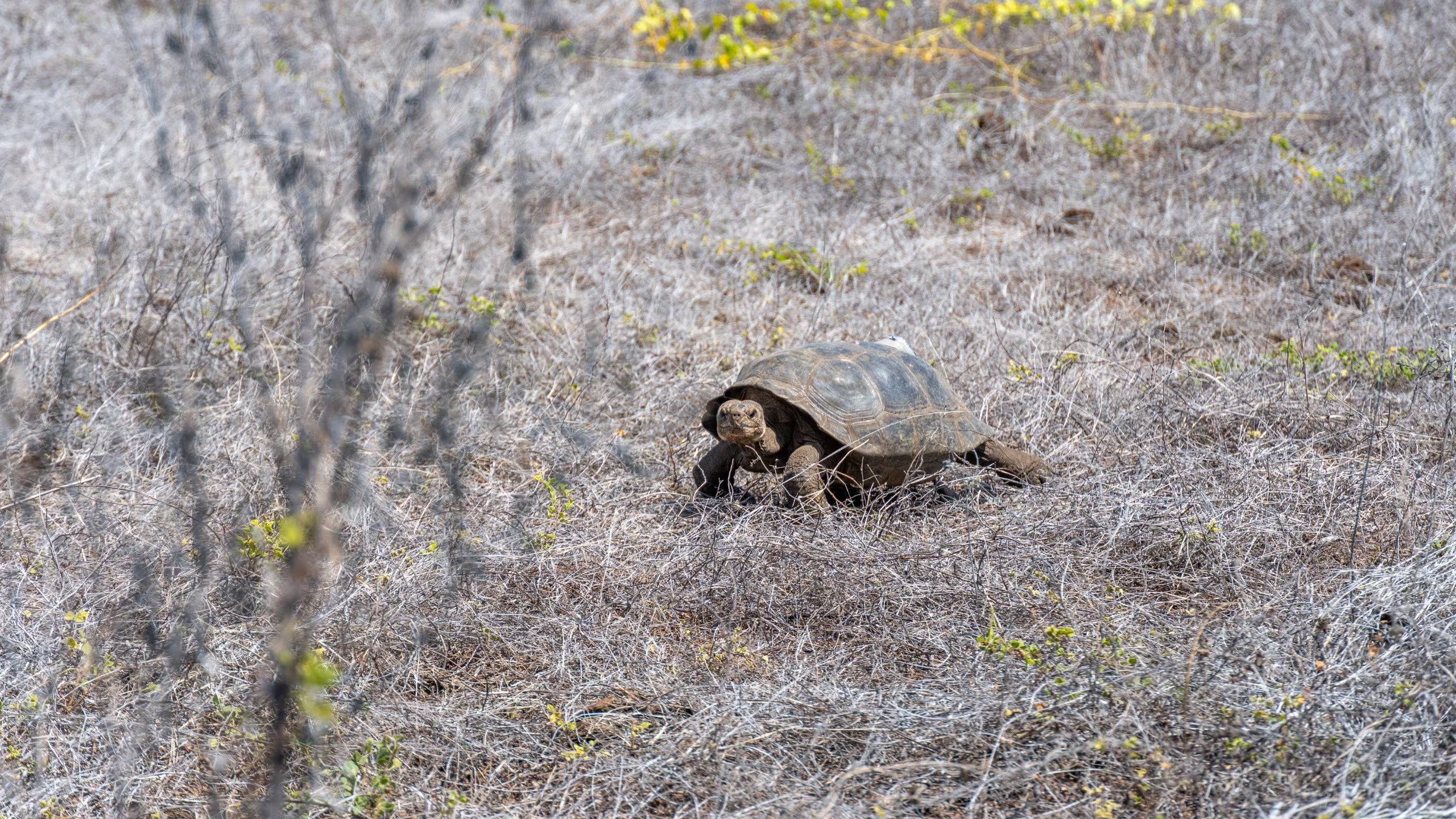 Tortuga Gigante de Galápagos (Ministerio de Ambiente - Ecuador)