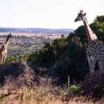 Seis destinos globales que unen turismo y conservación ambiental