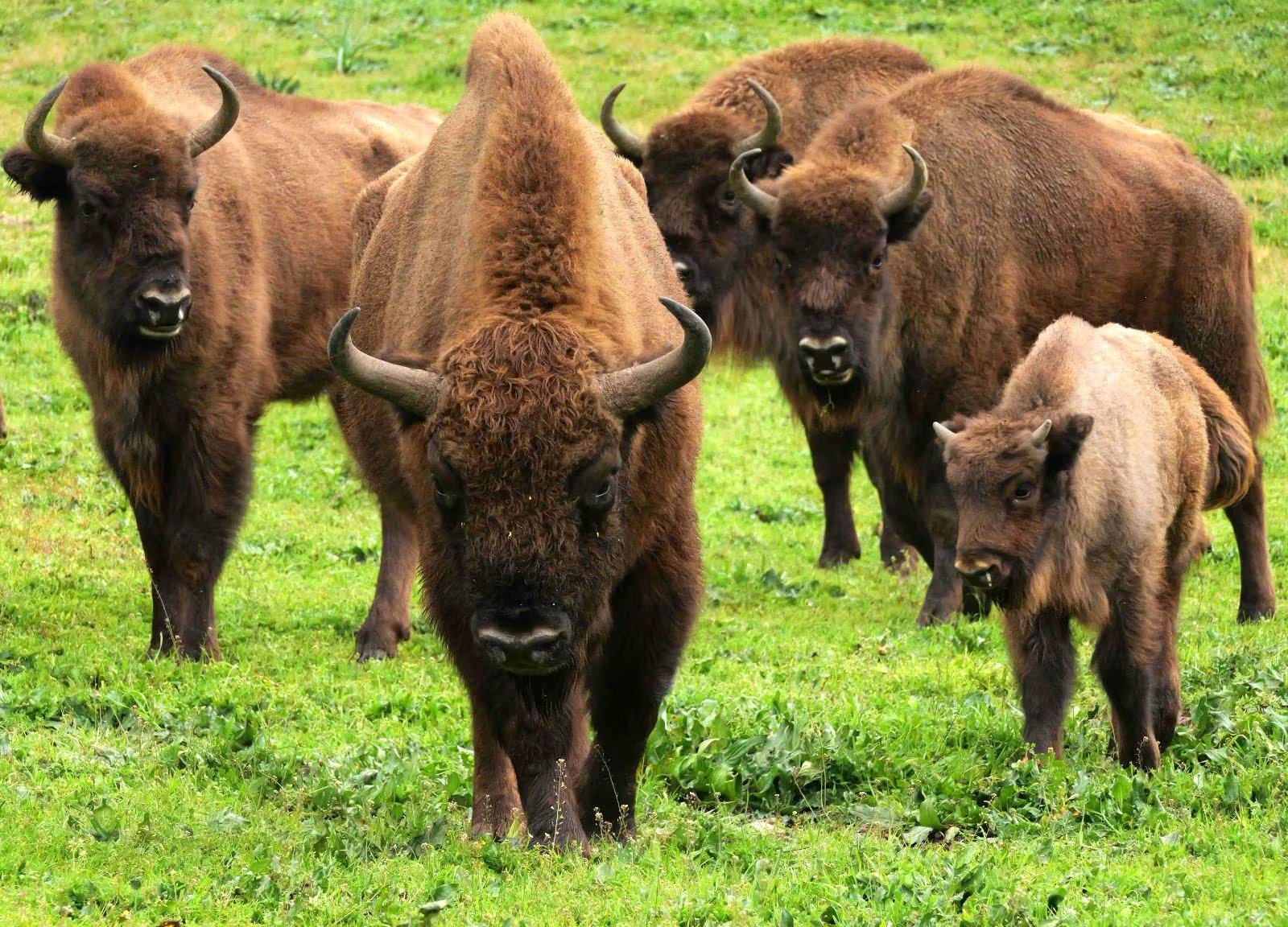 Bisontes europeos en su habita original