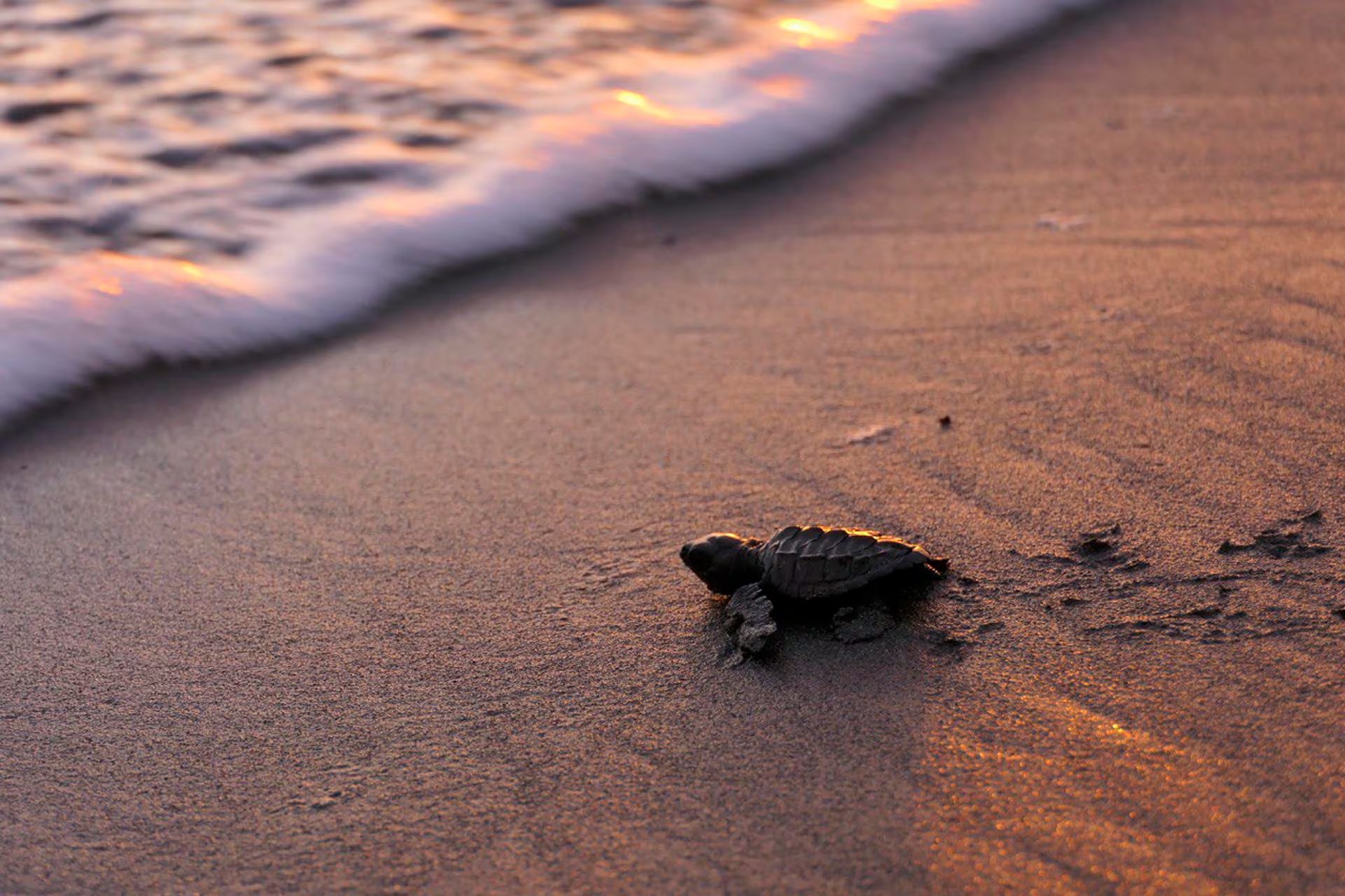 Reserva Playa Tortuga, Costa Rica. (reservaplayatortuga.org)