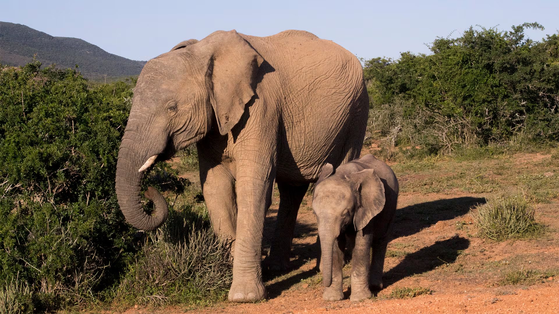 El parque conservacionista de especies que está situado en el Cabo Oriental de Sudáfrica, 