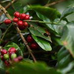 Precio del café sube por tensiones logísticas y climáticas globales