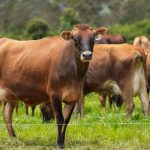 Gobierno del presidente Daniel Noboa impulsa la ganadería regenerativa con una inversión superior a 9 millones de dólares