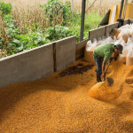 Se fija franja de precios del maíz para 2026, entre $ 17,45 y $ 19,61 por quintal