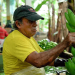 Ministro Juan Carlos Vega no descarta una ‘decisión especial’ para traer al país banano resistente al Fusarium Raza 4