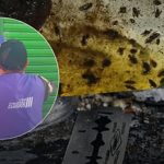 Arcsa clausura dos panaderías de Quito por falta de higiene, plagas y graves riesgos sanitarios