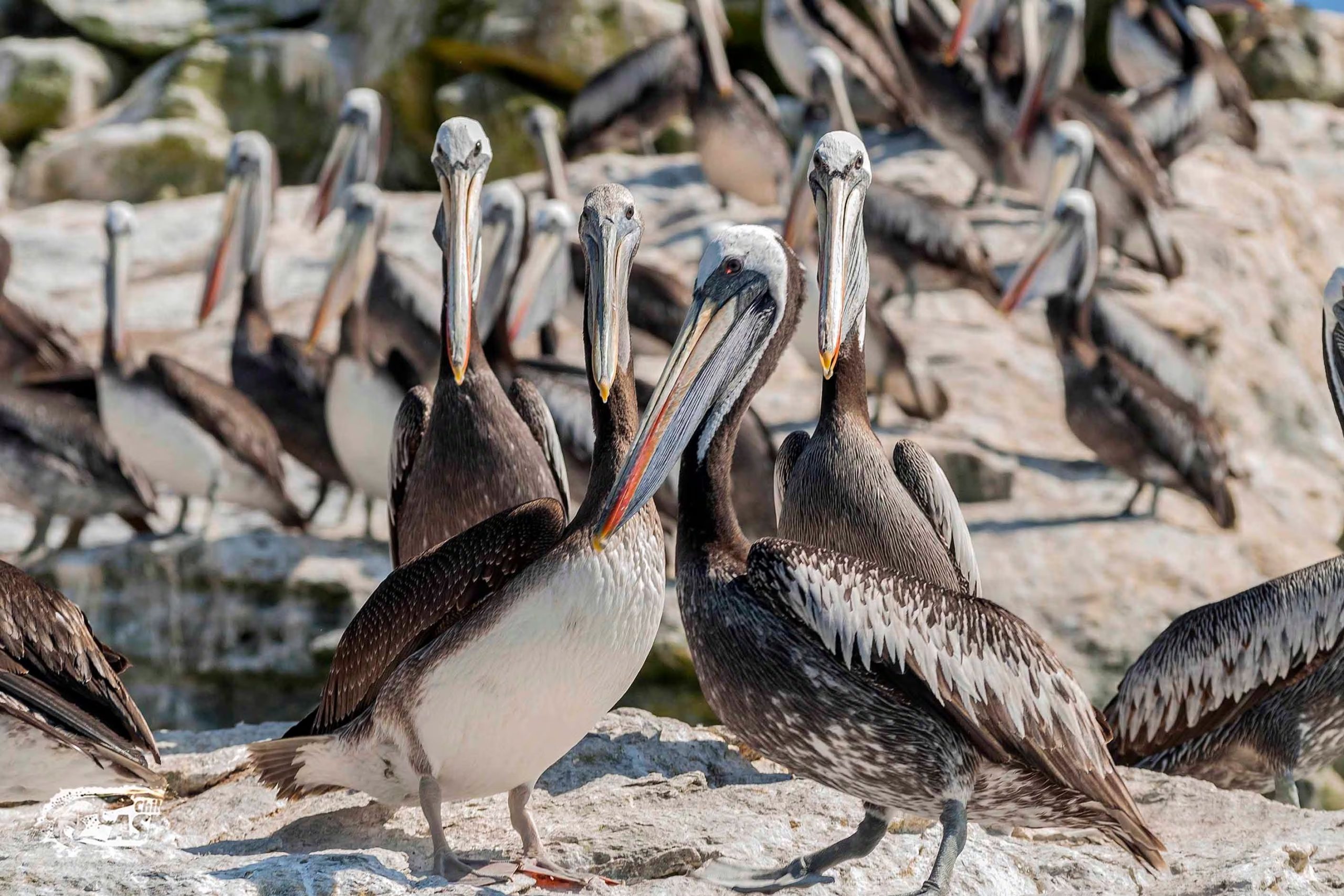 Perú, Chile y Ecuador implementan mesa de trabajo compartida para estandarizar protocolos y fortalecer la conservación del pelícano peruano.

