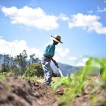 Calor extremo amenaza con colapsar la seguridad alimentaria mundial
