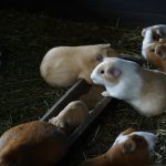 Agrocalidad levanta restricción de comercialización para cuyes, pero la mantiene para los conejos