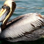 Ecuador, Perú y Chile se unen para proteger al pelícano peruano