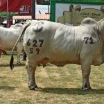 Programa de microcrédito productivo tiene nuevas reglas