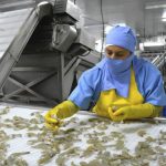 Falta de contenedores refrigerados pone en apuros a sector camaronero que ha reducido su capacidad de despacho