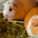 Se levantan restricciones para cuyes y se mantienen medidas para conejos