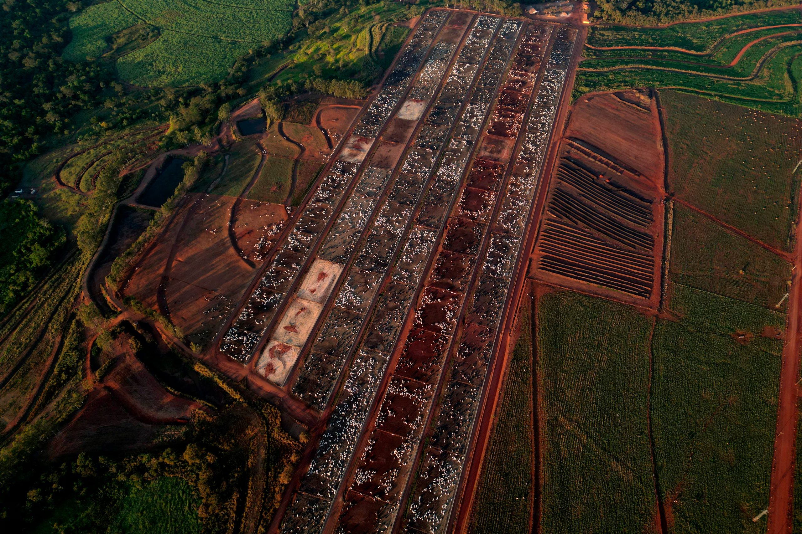 Ganado en un corral de engorda manejado por el grupo Otavio Lage en Goianesia, estado Goias, Brasil, el viernes 13 de junio de 2025 (AP/Archivo)