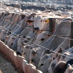 Brasil denuncia bloqueo de la UE a sus exportaciones animales tras acuerdo Mercosur
