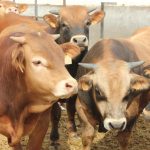 China suspende importaciones de tres plantas cárnicas brasileñas por fallas sanitarias