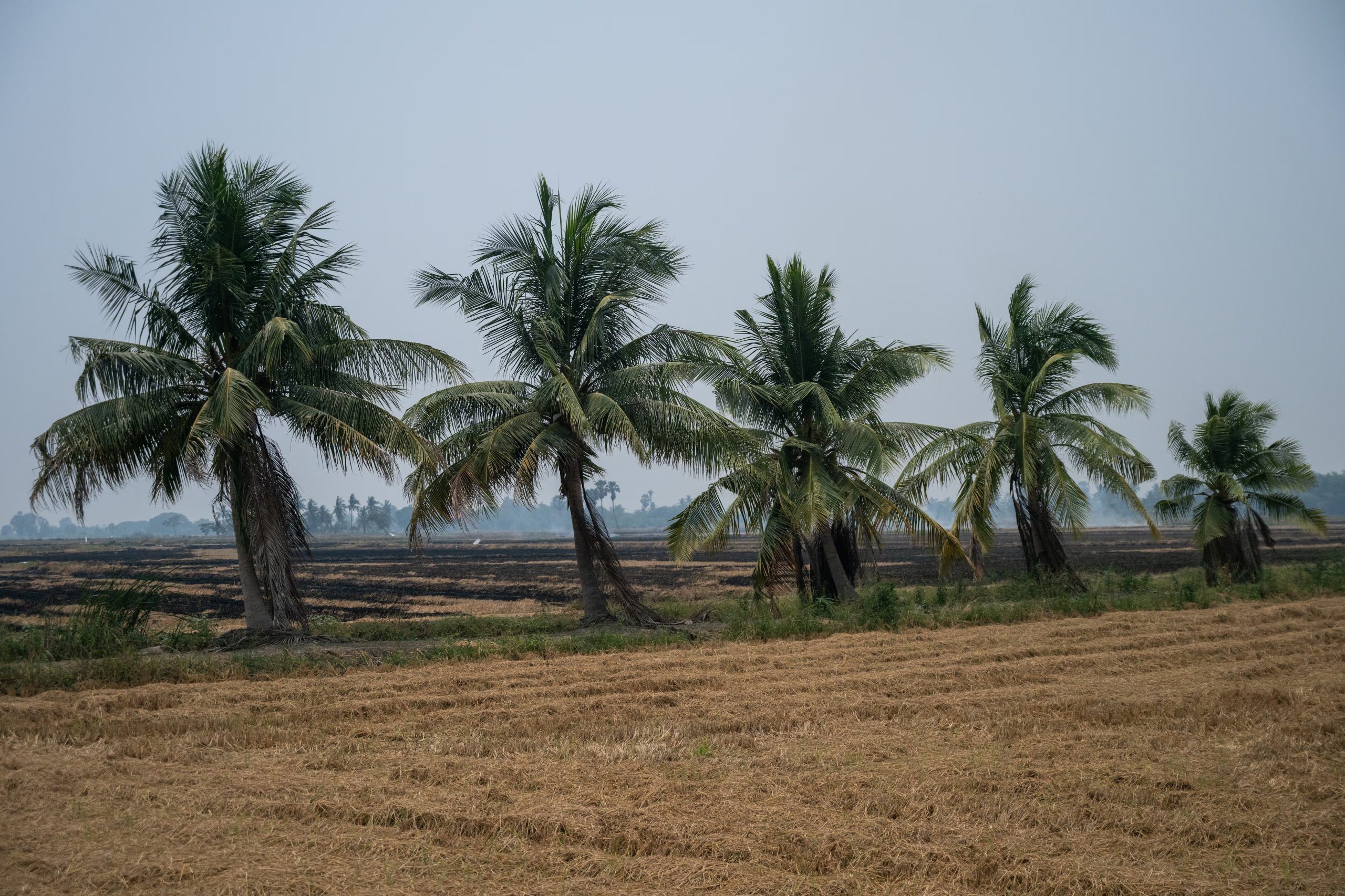 Un arrozal en Ayutthaya, Tailandia, permanecerá sin cultivar durante la próxima temporada de siembra ( Sirachai Arunrugstichai/The Washington Post)