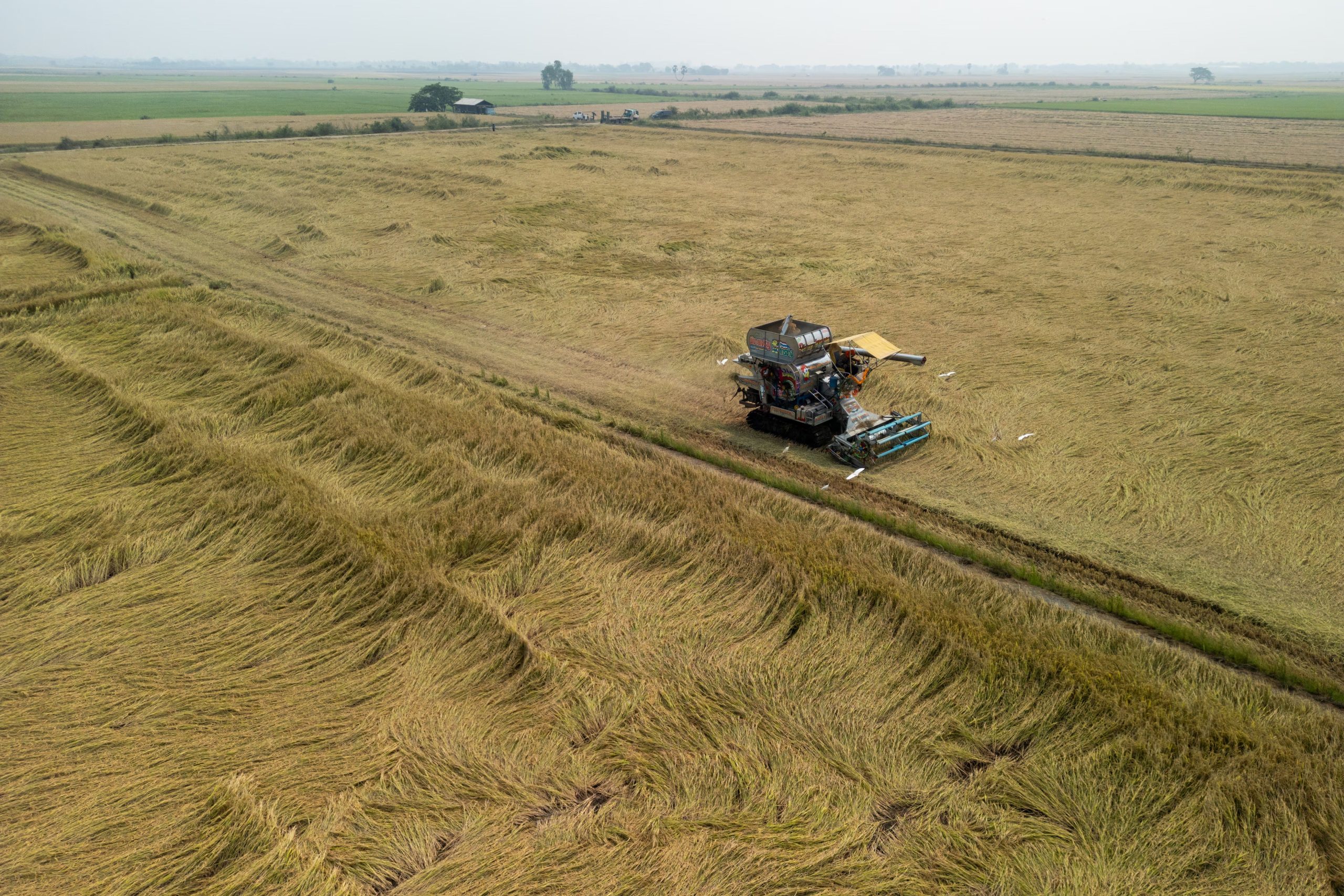Cosecha en un campo de arroz en Suphan Buri, Tailandia (Sirachai Arunrugstichai/The Washington Post)