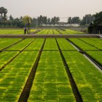 Conflicto en Irán golpea a agricultores asiáticos y amenaza alimentos globales