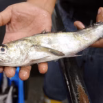 El mar se calienta y la merluza se esconde a 300 metros: el duro golpe para la pesca artesanal que impactará en los mercados