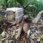 Gobierno del presidente Noboa refuerza controles contra el tráfico de vida silvestre y la movilización ilegal de madera en Ecuador
