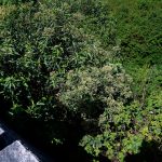 Nathaly Mafla y la consternación por su muerte en una quebrada: 513 denuncias de desaparecidos suma Quito, 75% han sido encontrados
