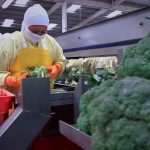 Gobierno del presidente Daniel Noboa impulsa la diversificación agrícola para ampliar la oferta exportable del Ecuador