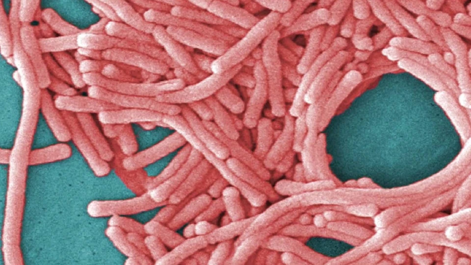 El Departamento de Salud de Nueva York señaló que la baja de contagios sugiere que la fuente de exposición a la bacteria Legionella pudo haber sido eliminada (ABC7)