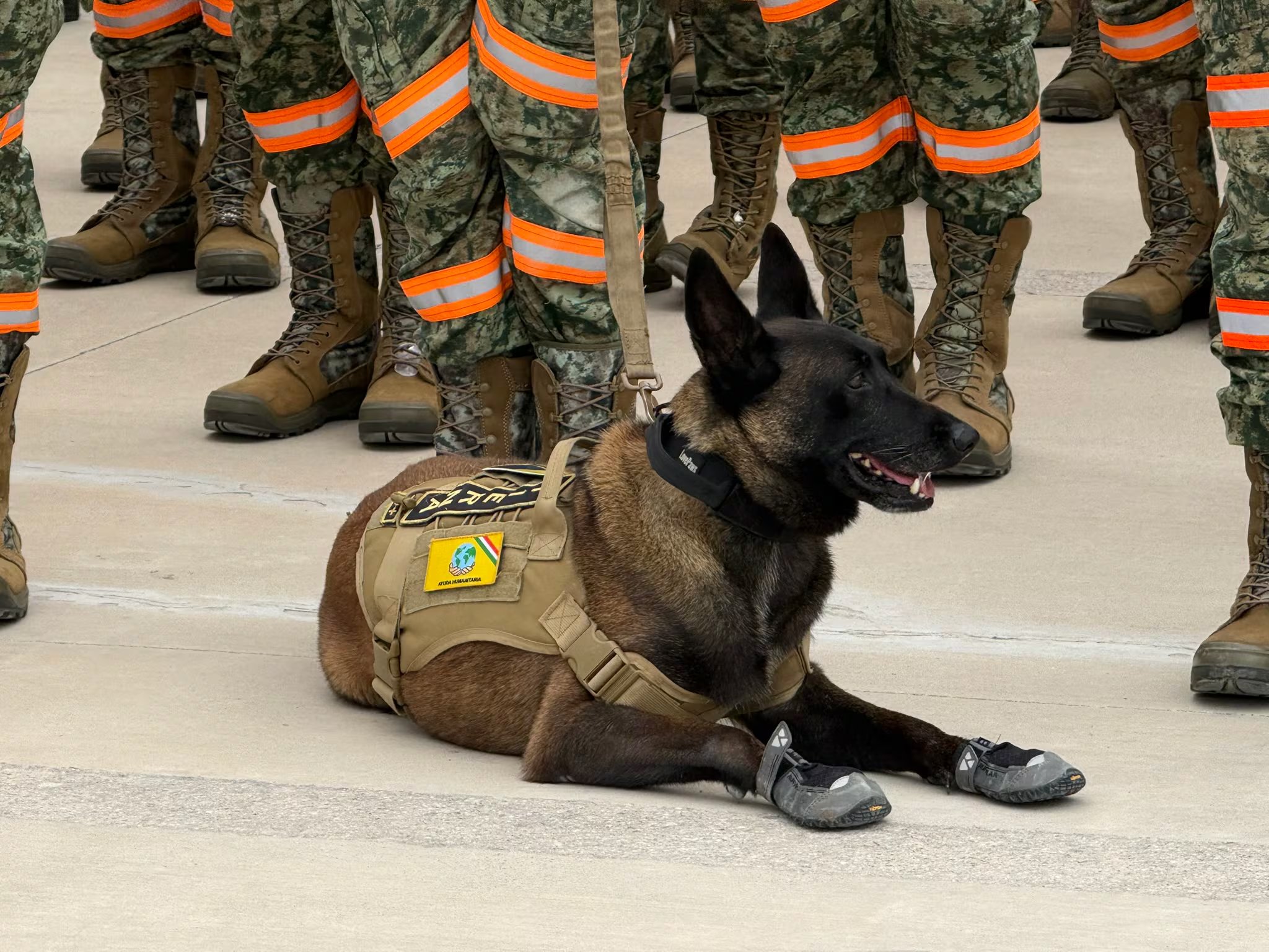 Uno de los 18 binomios caninos que fueron enviados a Venezuela.
Foto: Ale Huitron / Infobae México
