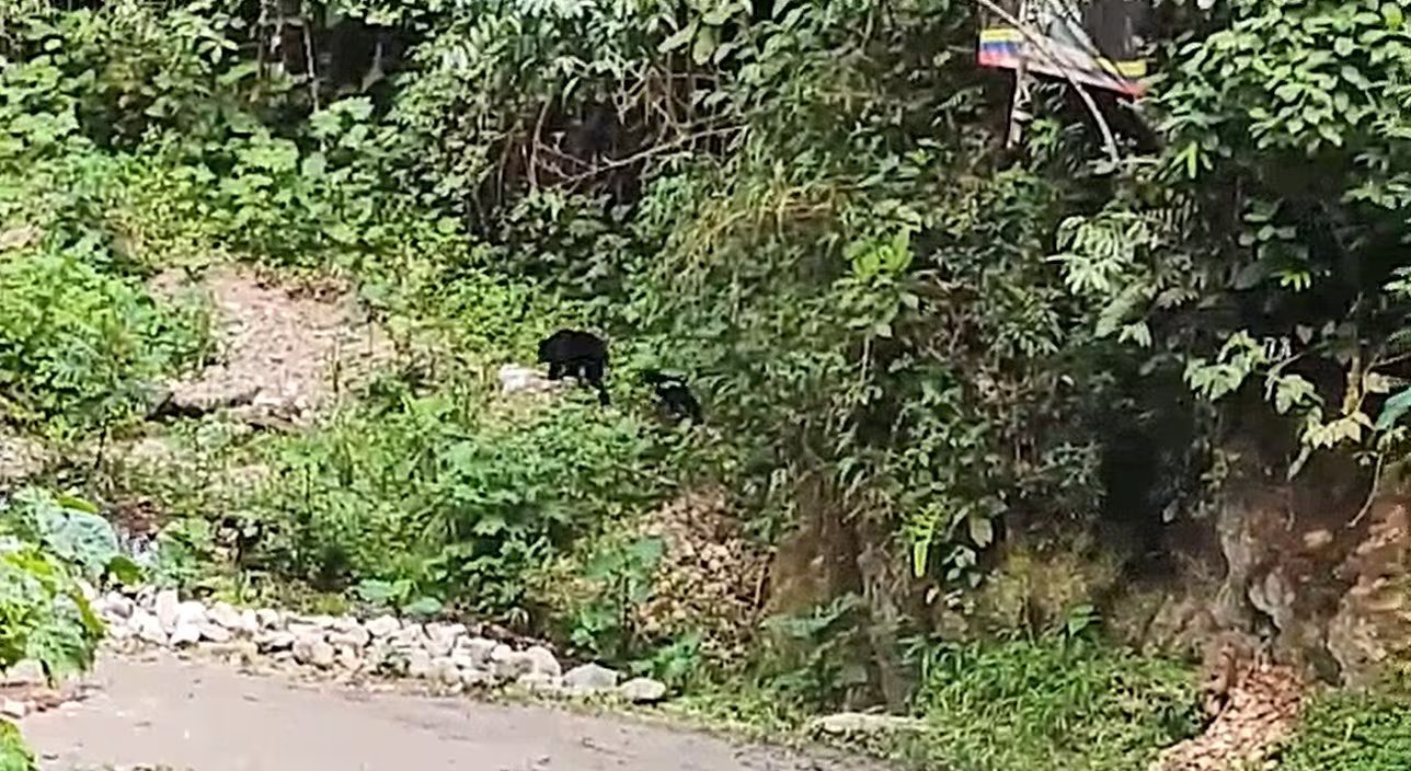 Una segunda hembra con su cría fue registrada en el DRMI Cerro Banderas – Ojo Blanco, en el municipio de Íquira. - Crédito CAM