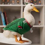 Pato Merlín: de mascota familiar a embajador oficial de la FIFA