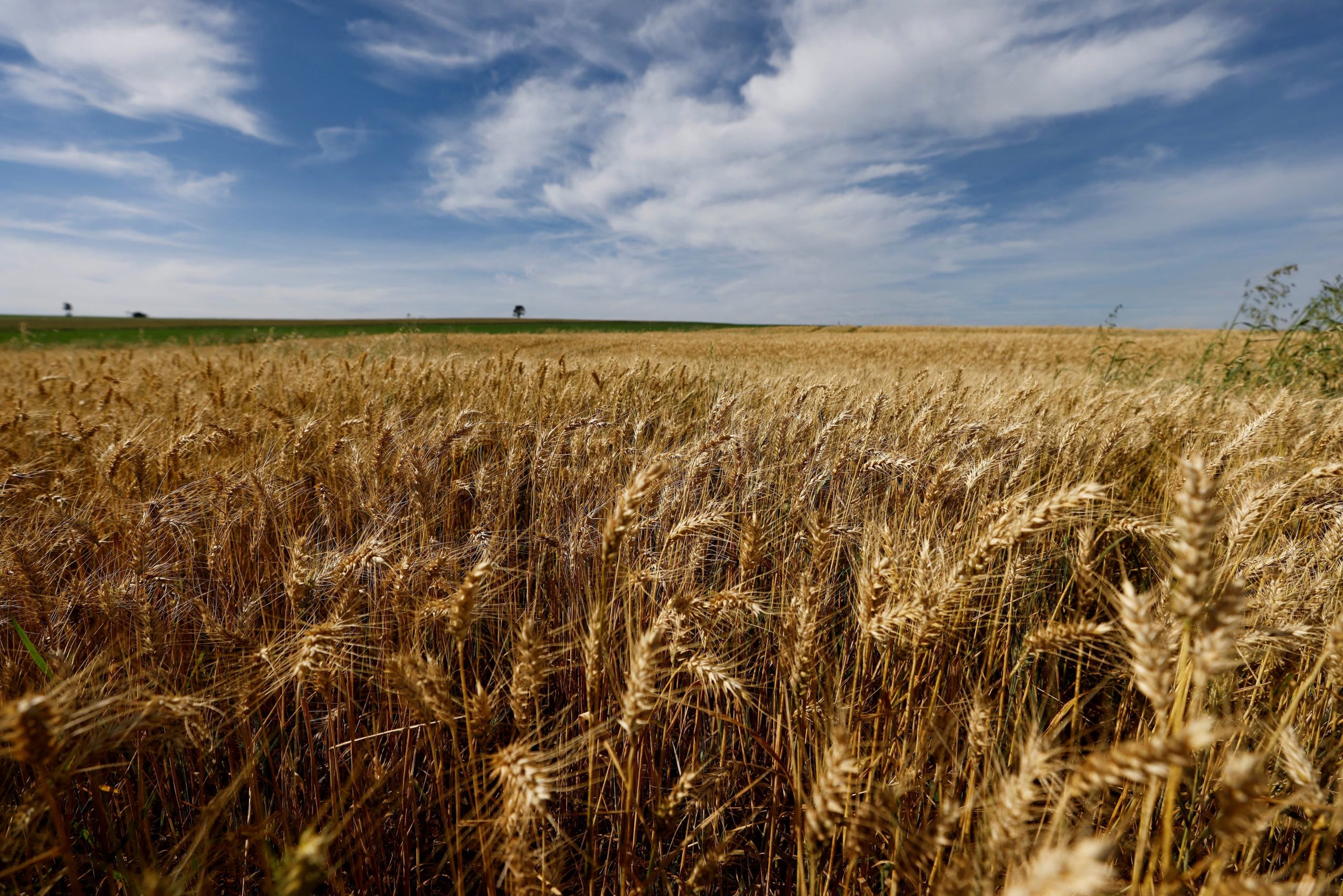 FOTO DE ARCHIVO: Una vista general muestra los cultivos de trigo que se cosecharán este año, en Arapongas, Brasil 6 de julio de 2022. REUTERS/Rodolfo Buhrer