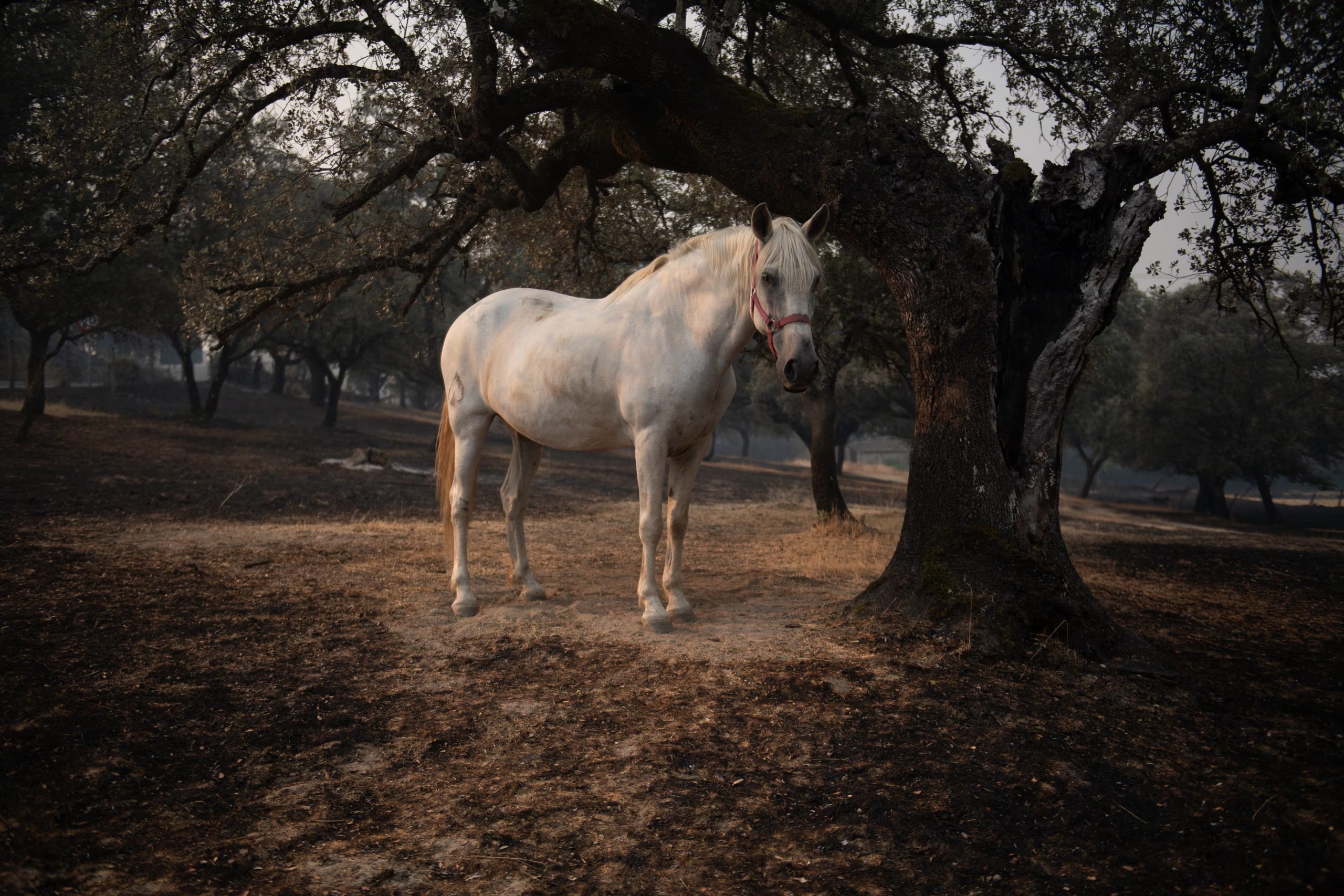 La emergencia por incendios en España obligó a evacuar a cerca de 90 mil personas y amenaza zonas urbanas y rurales 
Fernando Sánchez / Europa Press
26/7/2026
