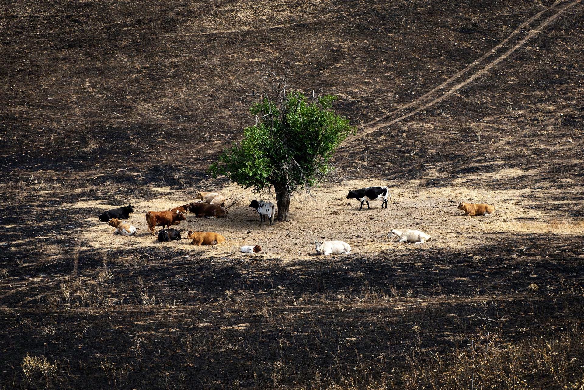 La especialista señaló que España destina entre el 78% y el 80% del presupuesto a extinción y solo un 12% a prevención de incendios