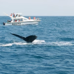 Manta y Puerto López esperan un repunte turístico: el avistamiento de ballenas impulsa las reservas por vacaciones de la Sierra
