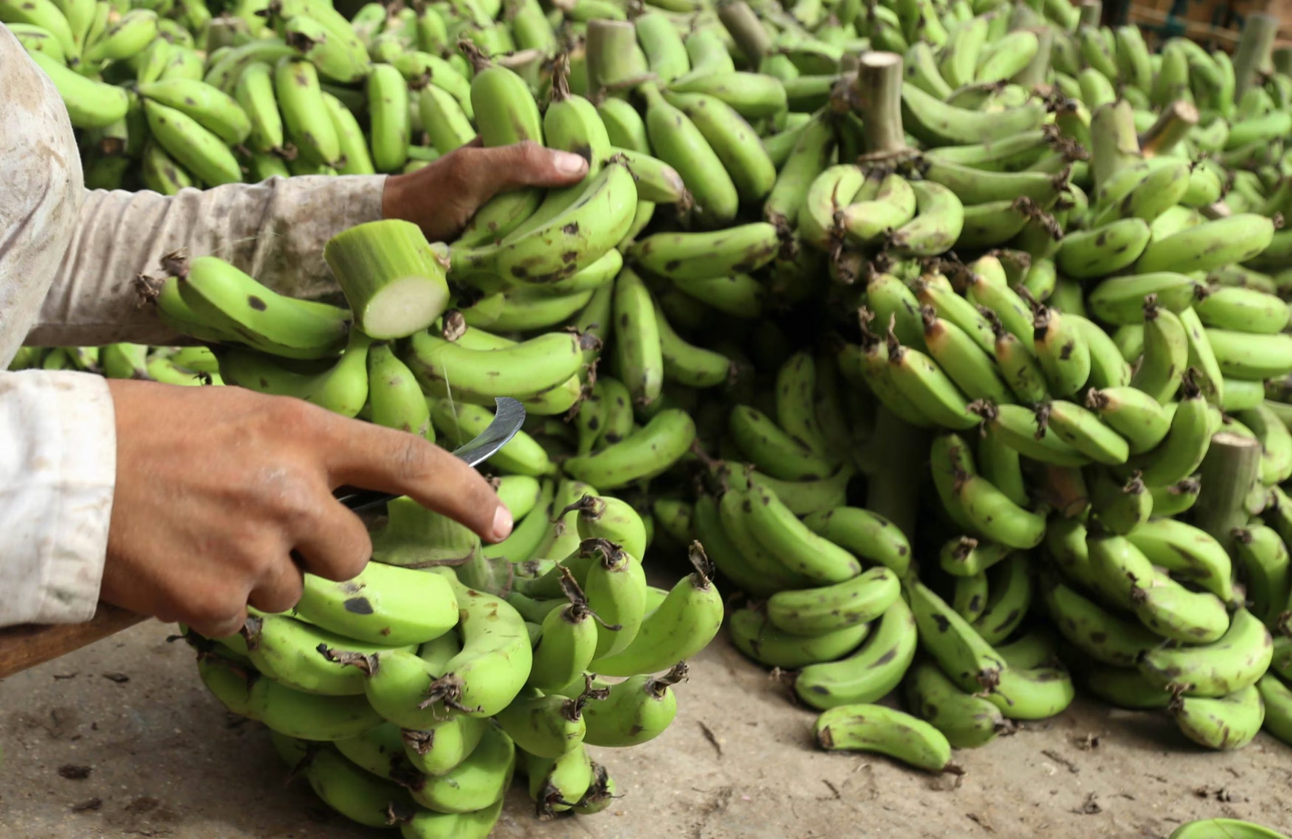 La banana es el cuarto cultivo alimenticio mundial después del trigo, el arroz y el maíz en términos de producción y entre los mayores exportadores de la fruta se cuentan Ecuador, Colombia, Costa Rica y Guatemala. Fotografía de archivo (EFE/Rehan Khan)

