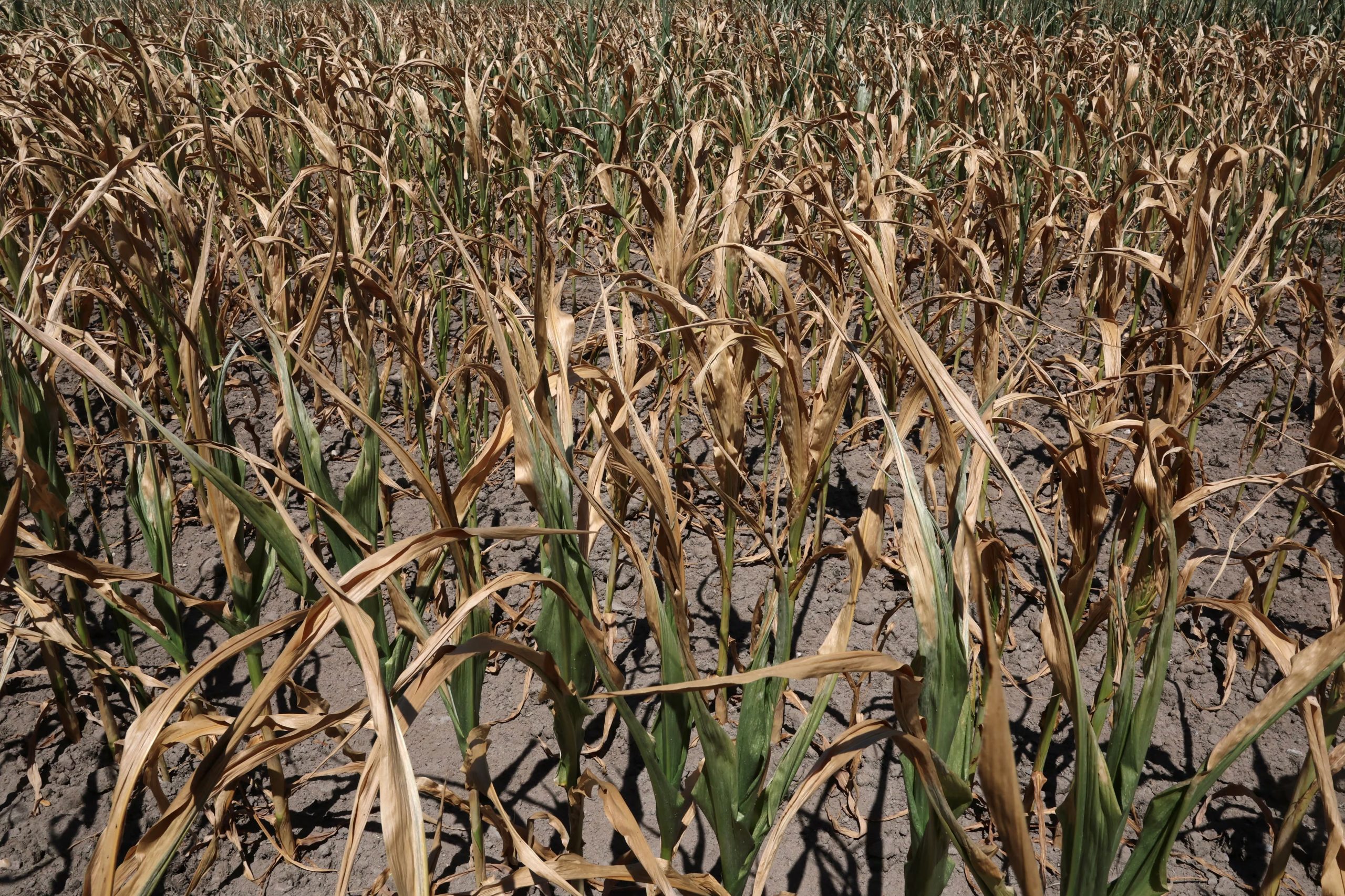 Vista de un campo de maíz en Saint-Georges-sur-Loire, mientras se agrava la sequía en el departamento de Maine-et-Loire durante una ola de calor, 9 de julio de 2026 (REUTERS/Stephane Mahe)
