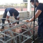 El Gobierno del presidente Noboa protege la producción porcina con una campaña que vacunará más de 2 millones de cerdos