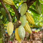 Gobierno Nacional entregó nuevas variedades de cacao, papa y trigo, como parte del impulso a la investigación