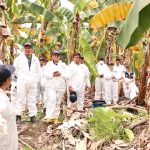Gobierno de Daniel Noboa intensifica acciones para proteger la producción bananera y platanera del país, mediante la capacitación de más de 4.295 productores