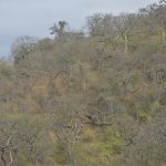 La planta más rápida del bosque seco: absorbe agua solo horas después de llover mientras los árboles tardan semanas