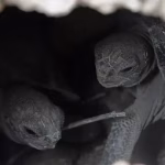 Ratifican condena de tres años contra hombre que traficó 123 crías de tortugas gigantes en Galápagos