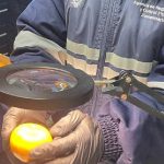 Ecuador exporta a Estados Unidos 23.430 kilogramos de mandarina variedad tango, procesados bajo tratamiento de frío