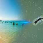 Alerta en Louisiana: 5 muertos por bacteria ‘come carne’ tras exponerse al mar