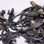 Extranjera fue detenida en el aeropuerto de Quito con 32 iguanas en su maleta