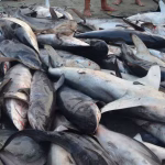 El gobierno de Ecuador fijó por primera vez cuotas anuales para la captura de tiburones